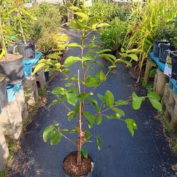 Red Wax Apple Plant 3gal 