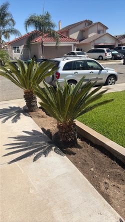 Cycle Palms