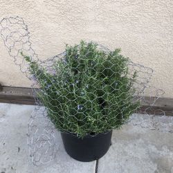 Turtle Topiary Bonsai 