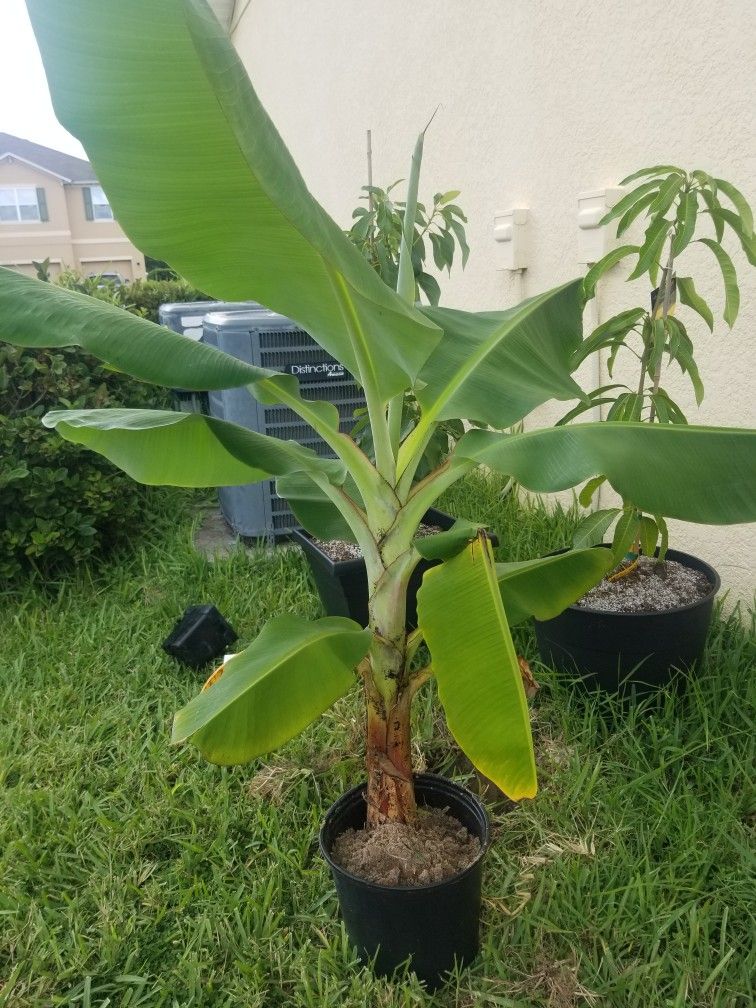 Banana Trees For Sell