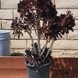 29" To 39" High Aeonium Black Rose Plant