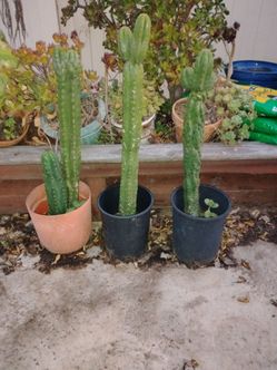 San Pedro cactus