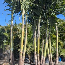 Christmas Palms Over 8 Feet Tall Instant Privacy Hedge For Fence