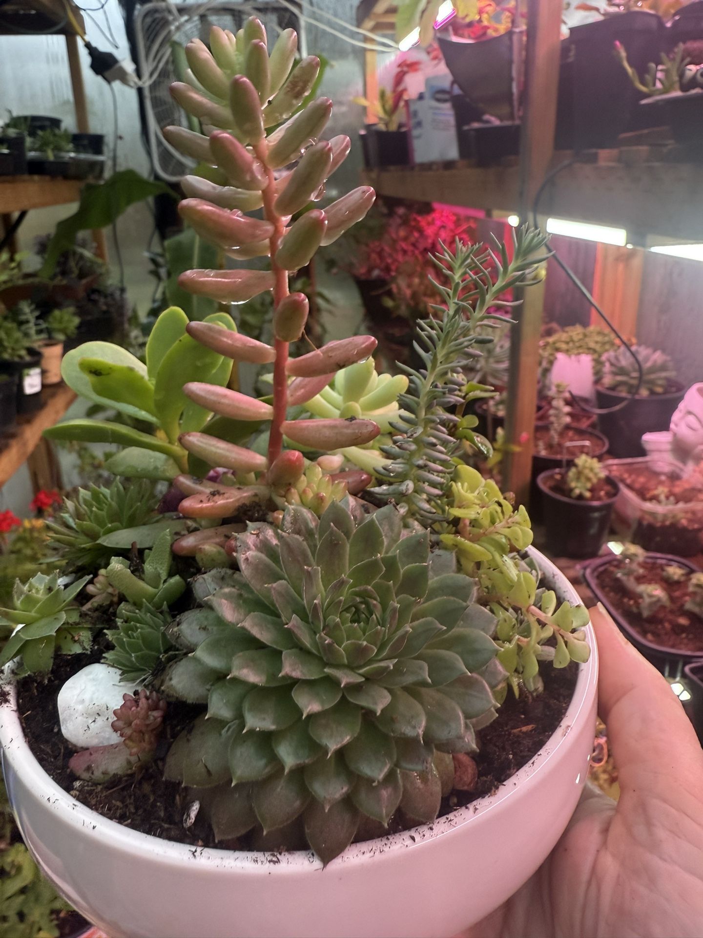Succulent Garden In Pretty Ceramic Pot