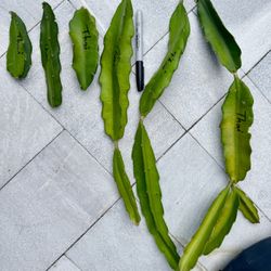 Thai Dragon fruit Cuttings 