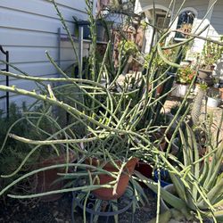 planta de cactus
