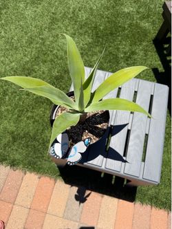 Agave Attentuata FOXTAIL Plant