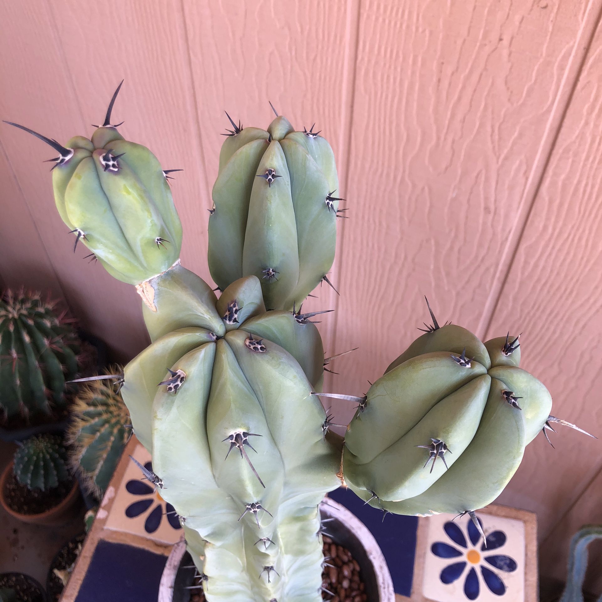 Cactus Plant Cutting Myrtillocactus Geometrizans