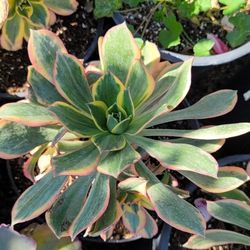Aeonium ‘Sunburst’ Succulent 