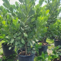 Beautiful Clusias Plants For Inmediate Privacy!!! 5-6 Feet Tall Measurements Over The Pot!! Fertilized 