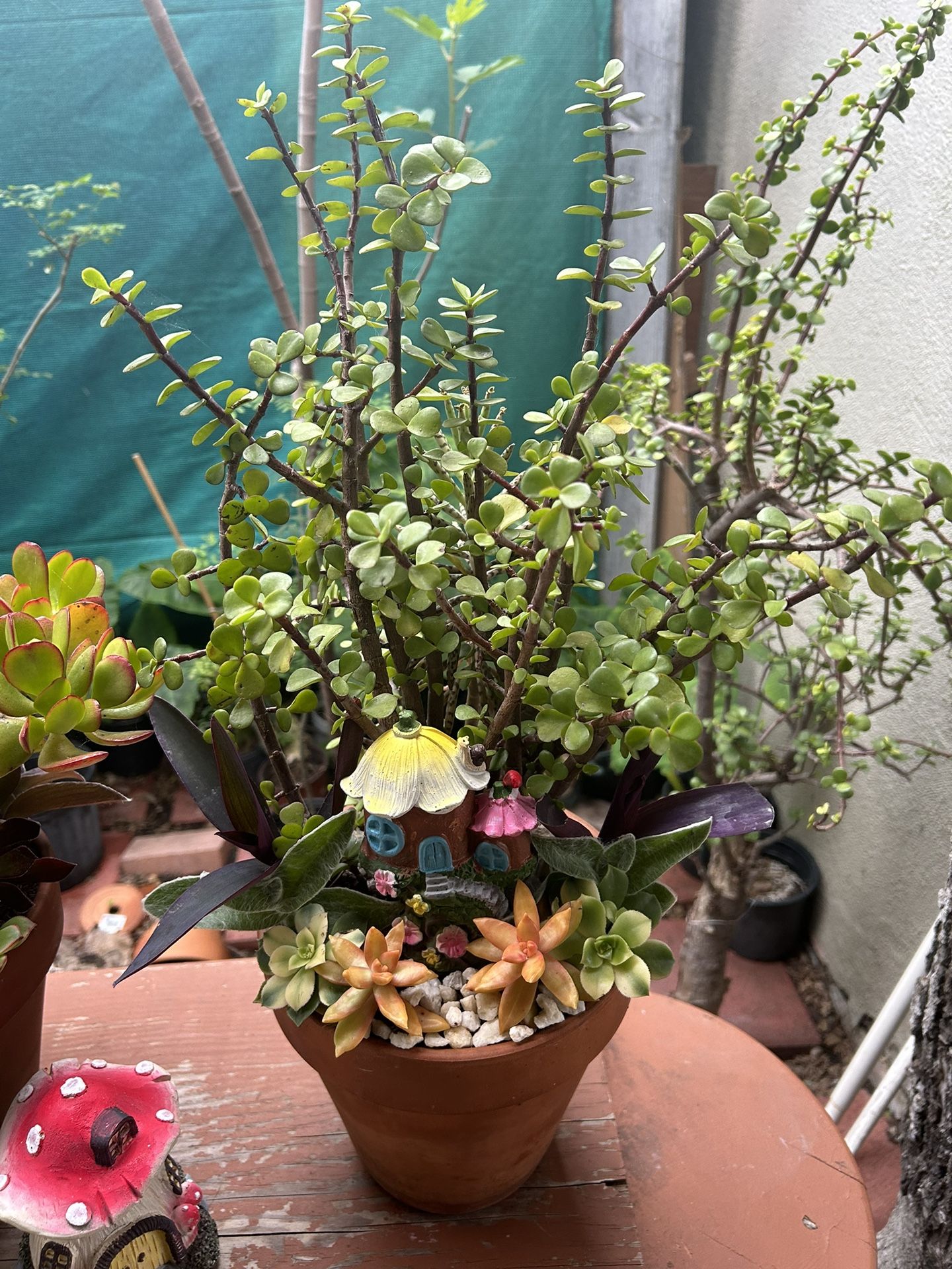 Succulents $20 Each