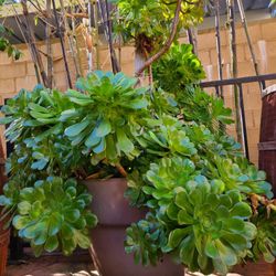 Large Succulents 🪴😀 