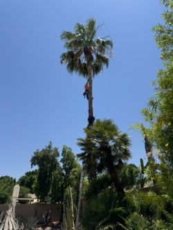 Palms