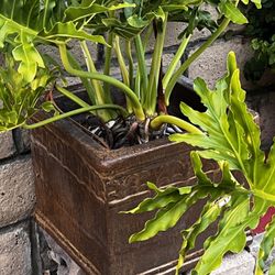 Plant With Pot