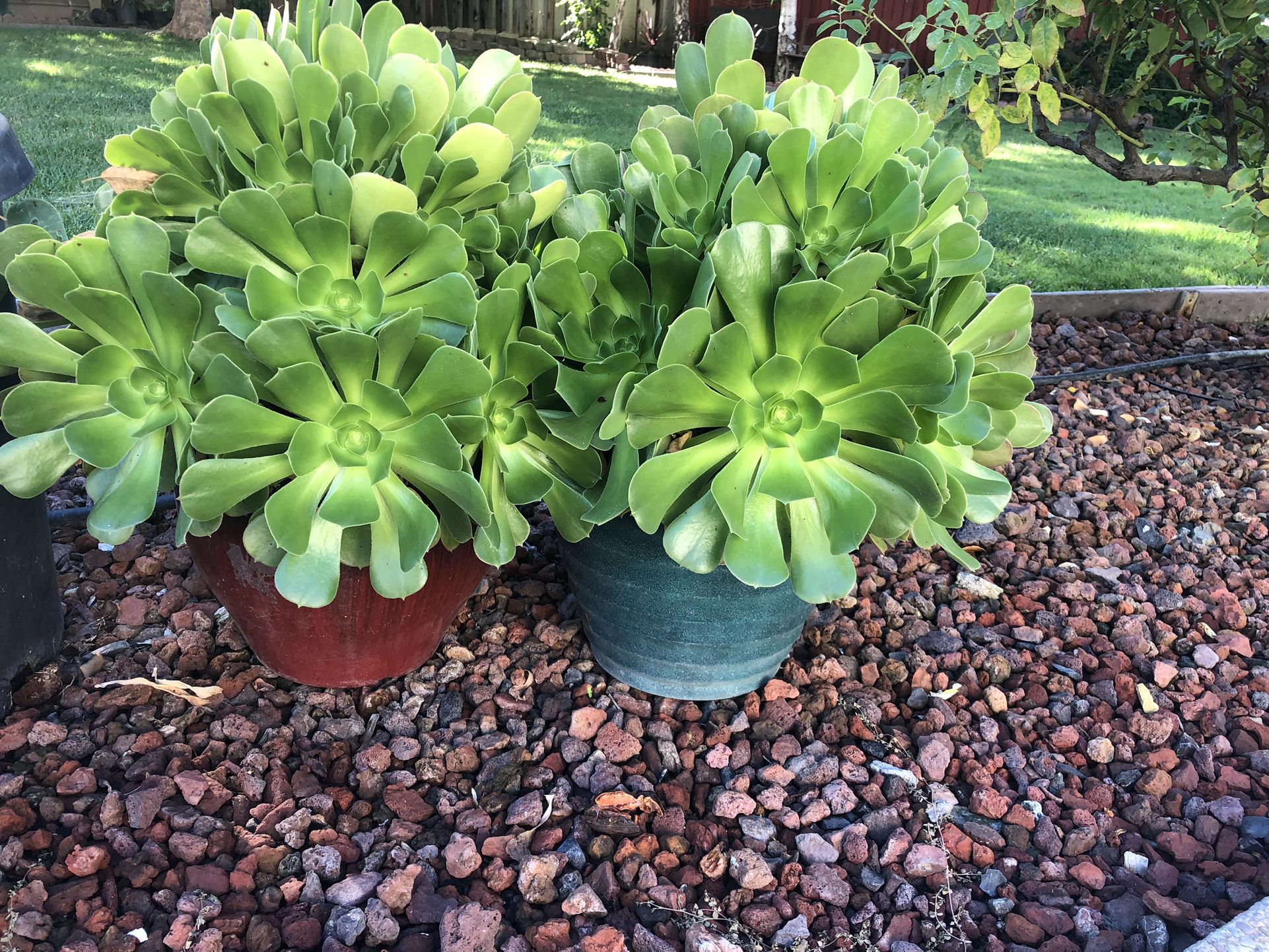 Beautiful Succulent In Pot