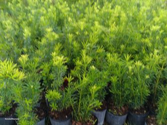 🪴🪴 Podocarpus 3gl $6