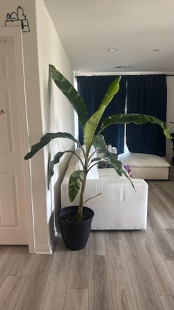 Banana musa Florida