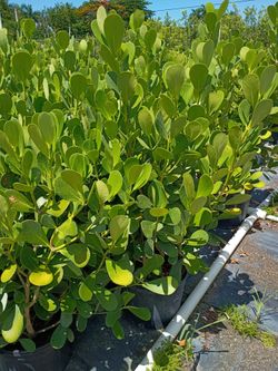 Huge Clusias 4+ feet tall  Instant privacy hedge for fence