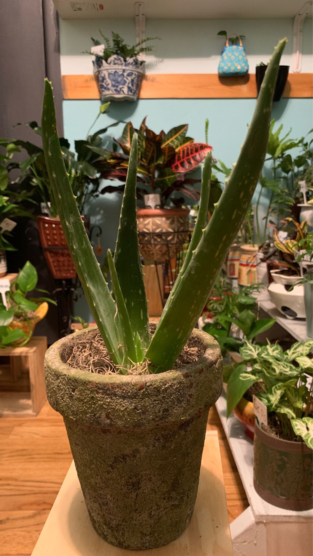 Beautiful and Healthy Medicinal Aloe Vera Plant