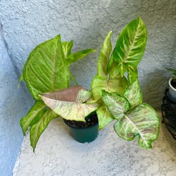 Syngonium  Confetti Plant 