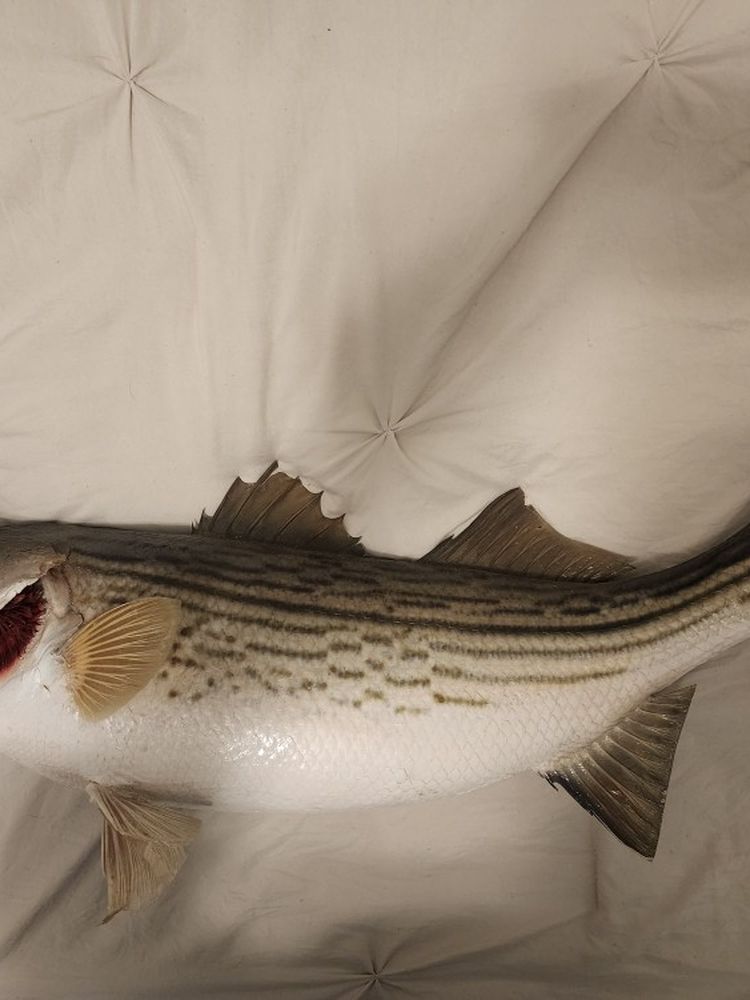 *** TAXIDERMY FISH ***