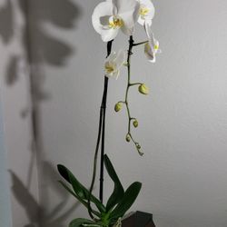 Phal Ochids