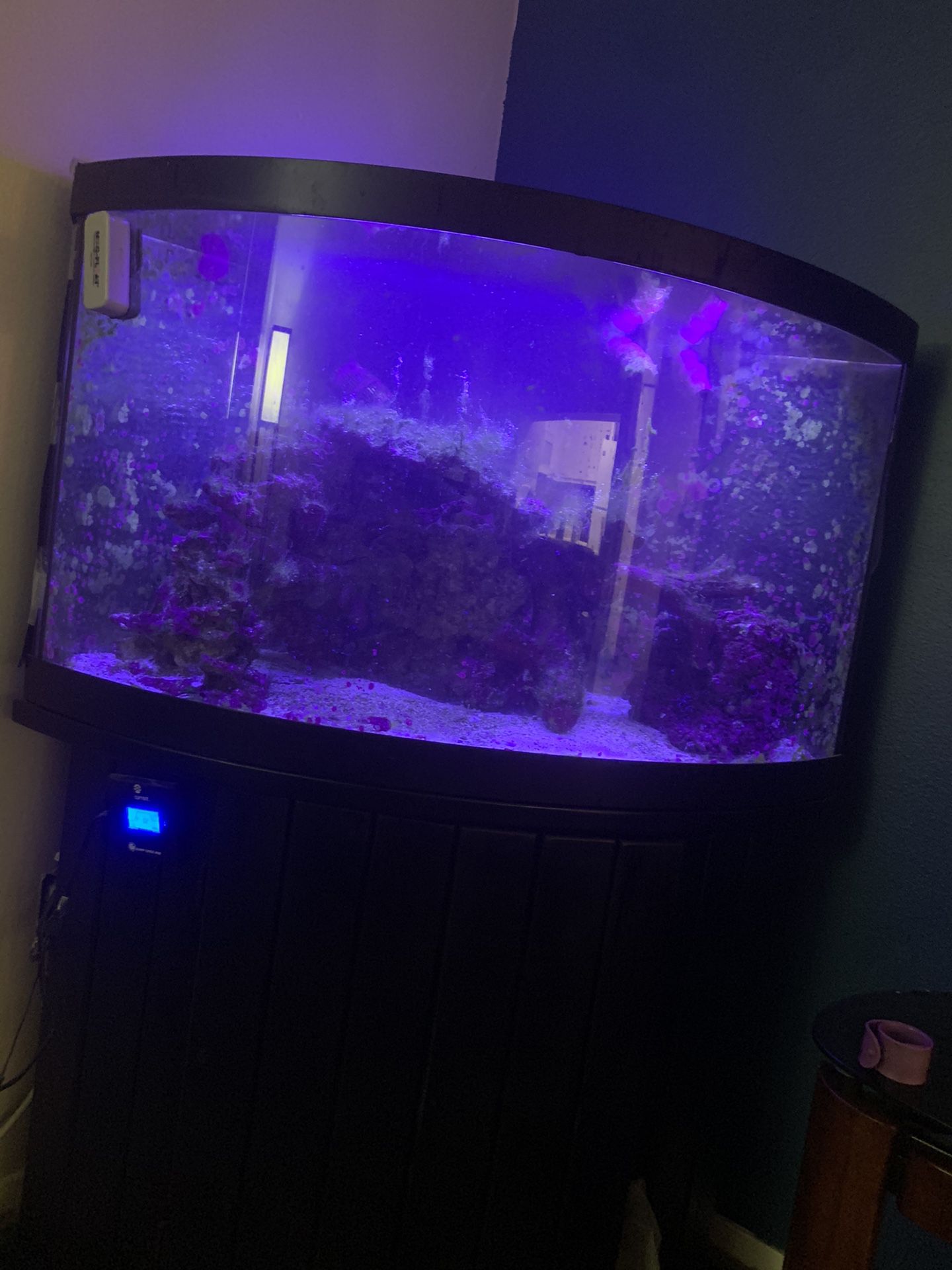 🚨 55 gallon bow front salt water tank w/ everything you need to start up your aquarium 🚨