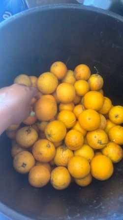 Ando vendiendo mandarins