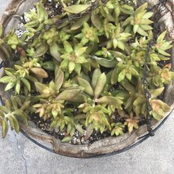 Hanging Plant