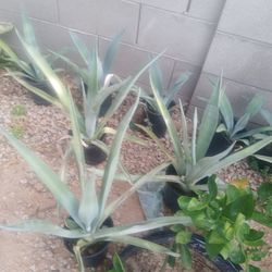 Magueyes a $5 dolares la mata