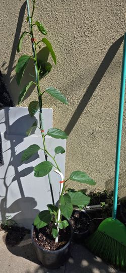 Giant Passionfruit plant 4ft tall