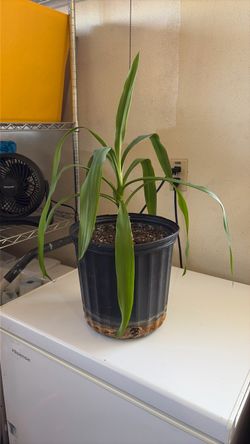 yucca elephantipes plants