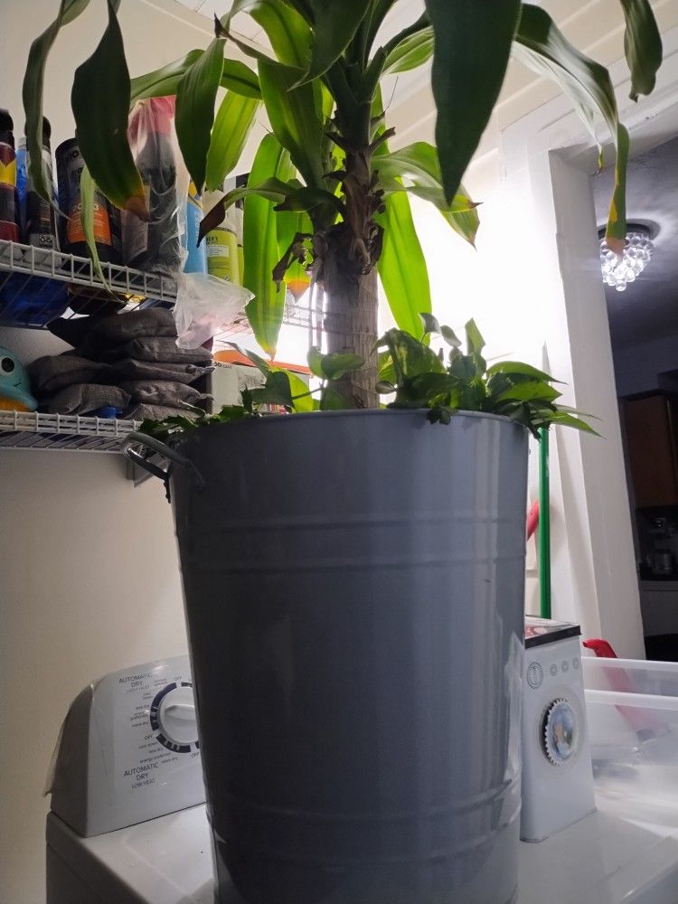 OBO Big Palm Plant East Care In A Nice Pet Food Metal Tin That Comes With A Sealed Lid And Matching Pet Food Dish