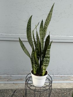 Snake plant
