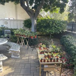 🪴🪴🪴 Plants Sale! 🪴🪴🪴