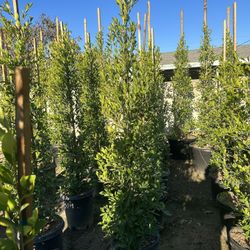Ficus Nitida Privacy Hedge