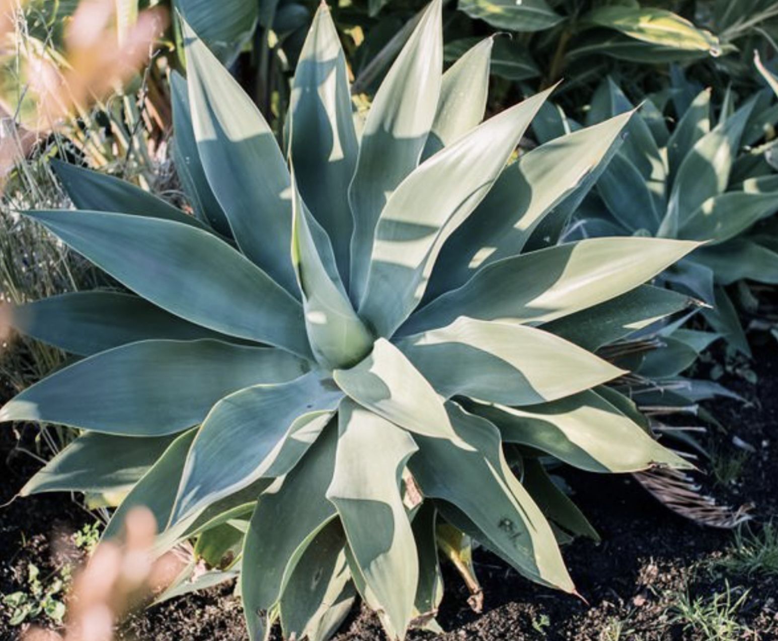 Huge Agave plant 50"~ 60 "