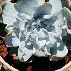 Curly succulent in Ceremic pot