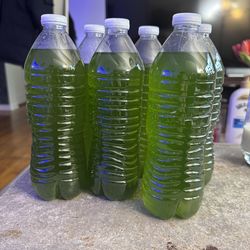 16.9 oz bottles Phytoplankton (Nannochloropsis) - Fresh Harvest