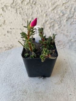 2 Inch Pot Succulent Plant - Rare Portulaca Gilliesii - Purple Rice - Rooted & Established - Drought Resistant 🪴 Great Baby Shower or Wedding Favors