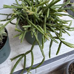 Cactus Rhipsalis Micrantha 