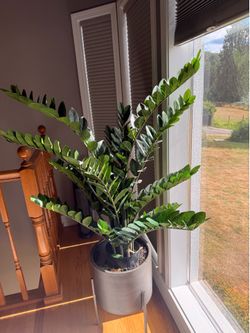 Crate and Barrel Faux Plant