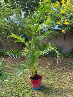 Areca Palm – Approximately 6 Ft Tall
