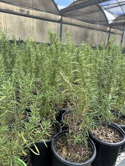 Rosemary Herb Plant 