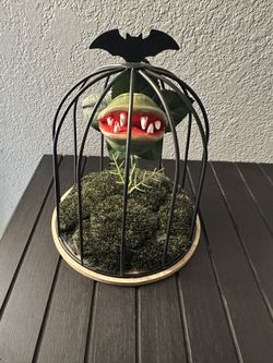 Custom Venus Flytrap Plant With Moss In Bat Cage
