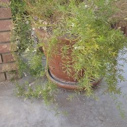 Huge  Pot With Plant