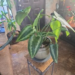 1ft 7in Tall Schismatogottis Plant In 8in Wide Ceramic Pot With Stones And Plate