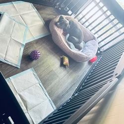 Dog cage