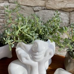 🎁 House Plant Succulent "Pink Ice "In 6"H Head Planter Pot.