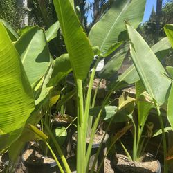 Travelers Palm